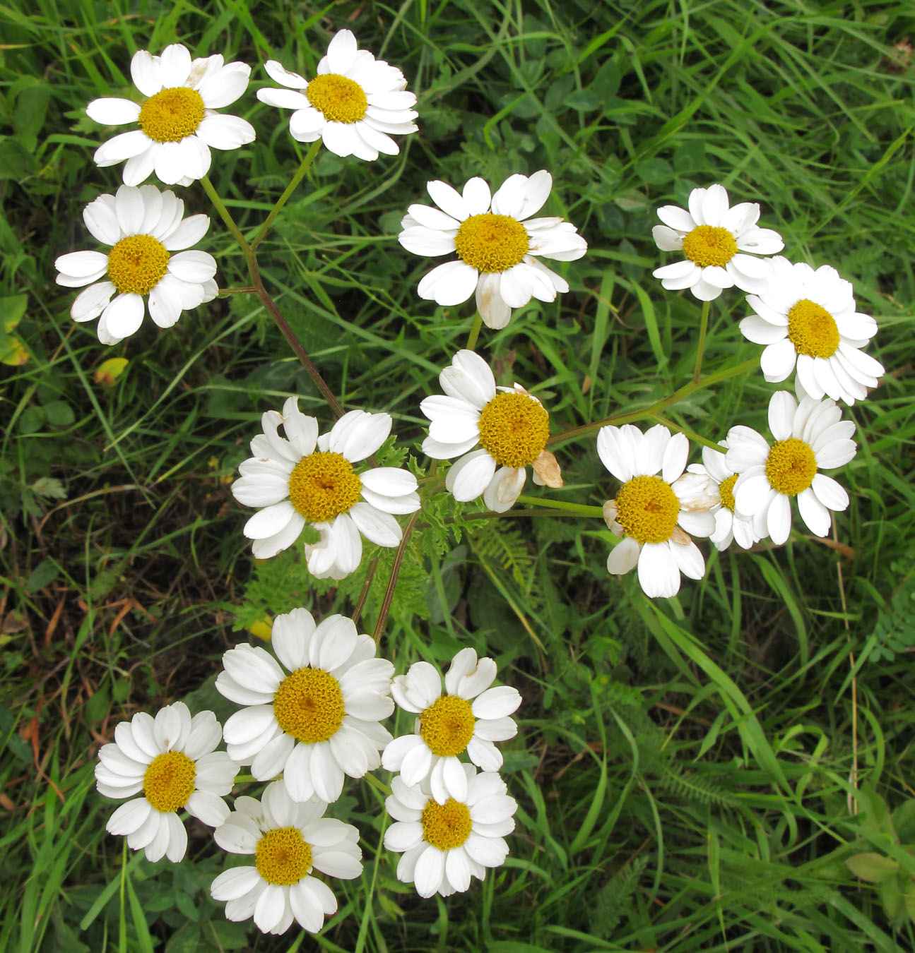 Image of Pyrethrum corymbosum specimen.