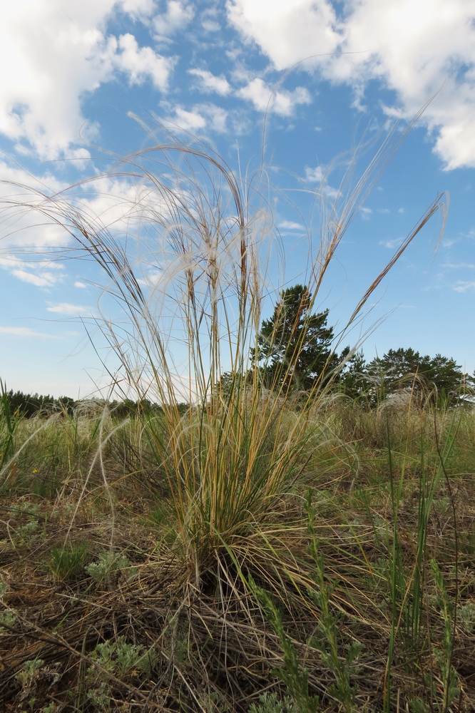 Image of Stipa borysthenica specimen.