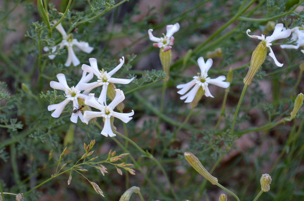 Image of Silene kuschakewiczii specimen.