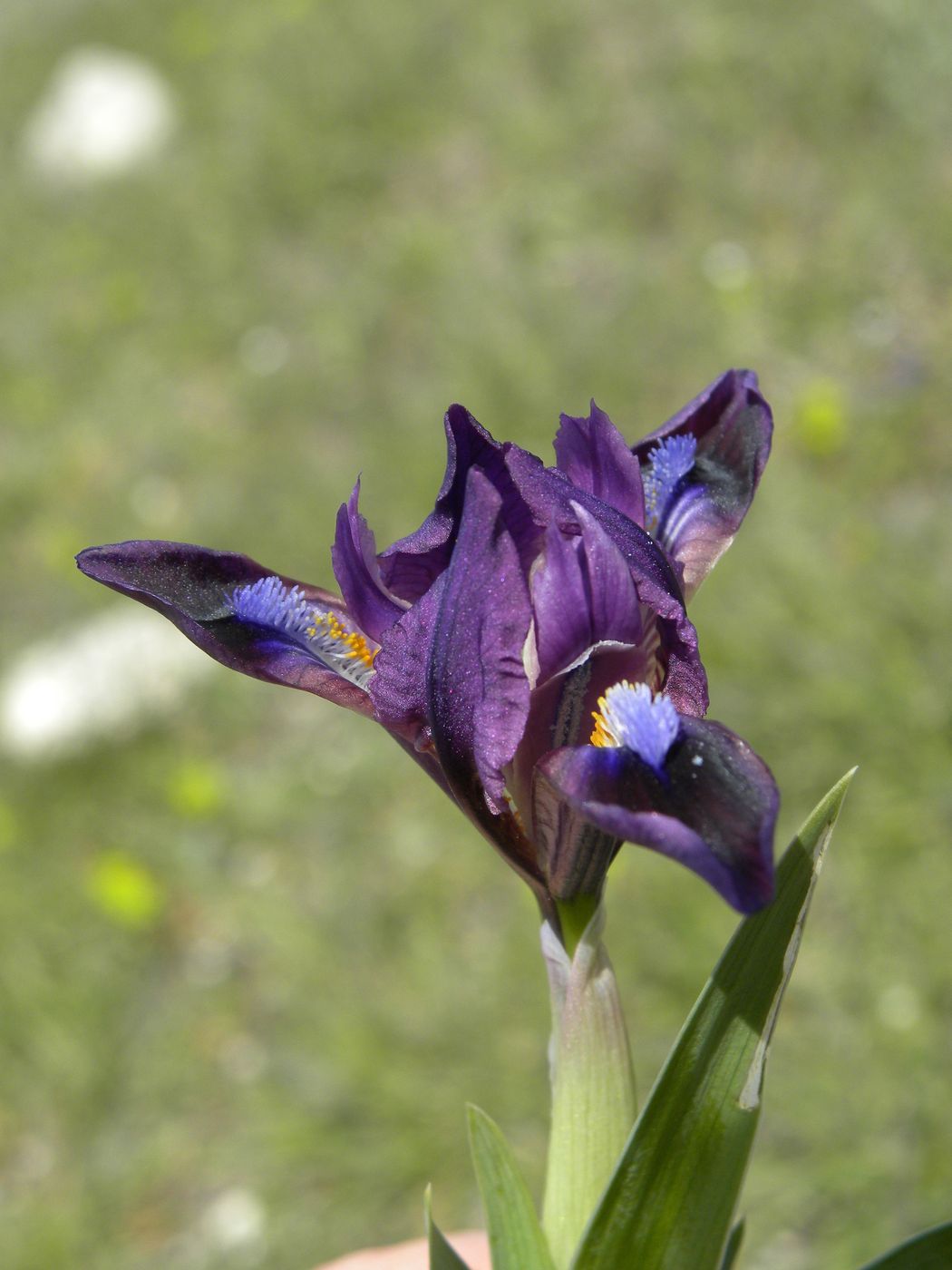 Image of Iris pumila specimen.