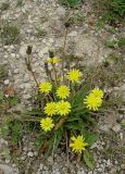 Taraxacum stenocephalum