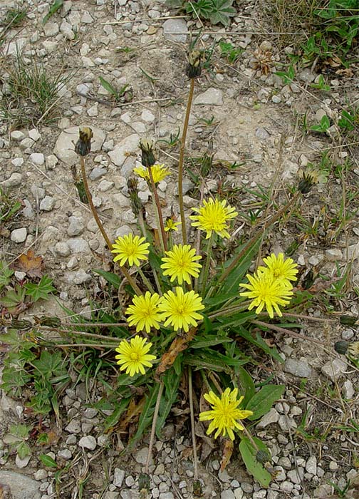 Image of Taraxacum stenocephalum specimen.