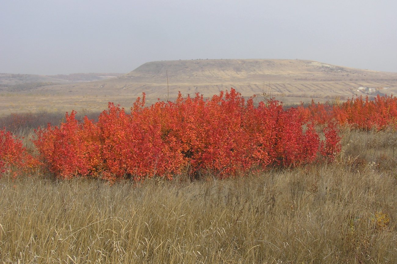 Изображение особи Cerasus vulgaris.