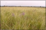 Limonium gmelinii. Цветущие растения на засолённом лугу. Республика Татарстан, Муслюмовский район. Июль 2005 г.