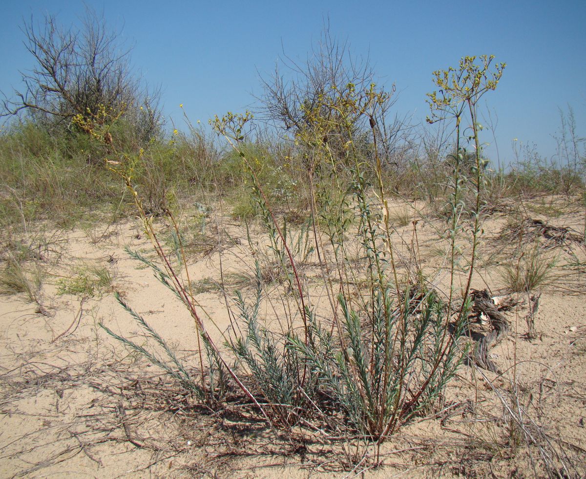 Изображение особи Euphorbia seguieriana.