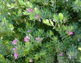 Polygala myrtifolia. Побеги с цветками. Монако, Сады Святого Мартина (Jardin Saint Martin), в культуре, в живой изгороди. 23.07.2014.