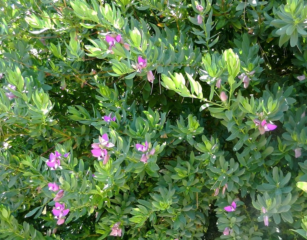 Image of Polygala myrtifolia specimen.