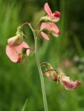 Lathyrus sylvestris
