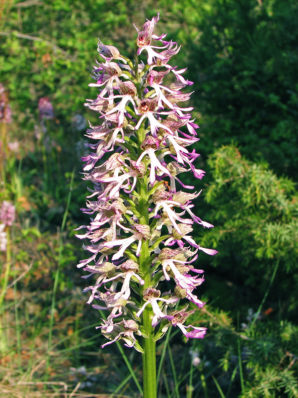 Изображение особи Orchis &times; angusticruris.