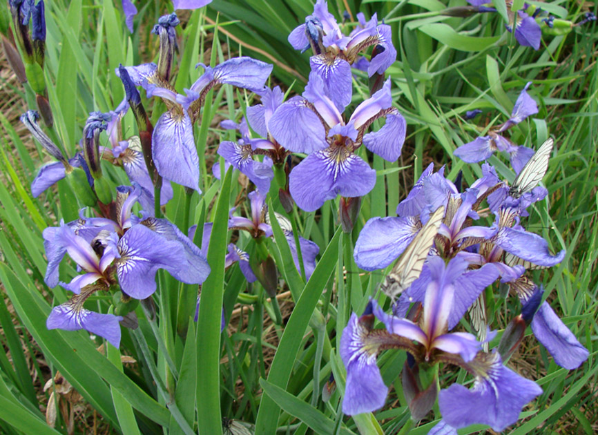 Image of Iris setosa specimen.