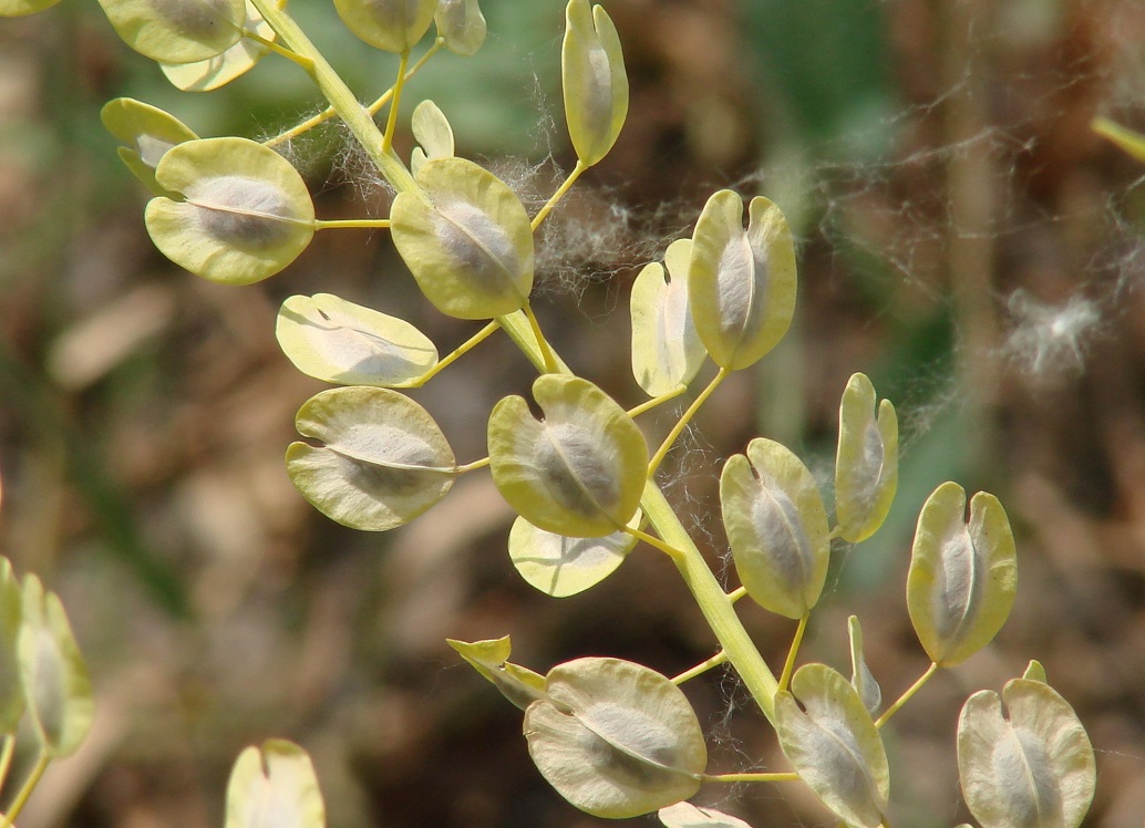 Image of Thlaspi arvense specimen.