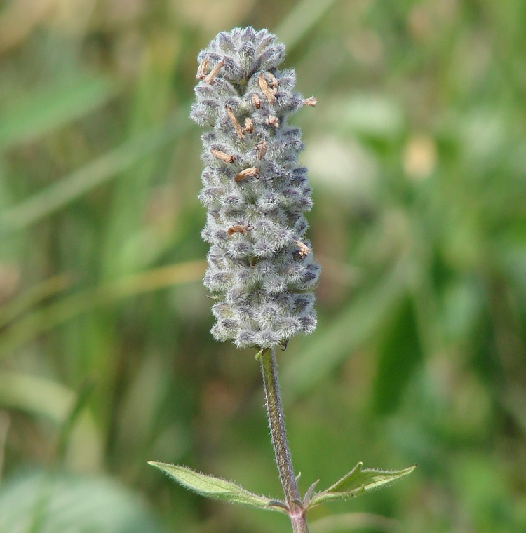 Изображение особи Schizonepeta multifida.