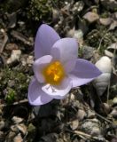 Crocus subspecies atticus