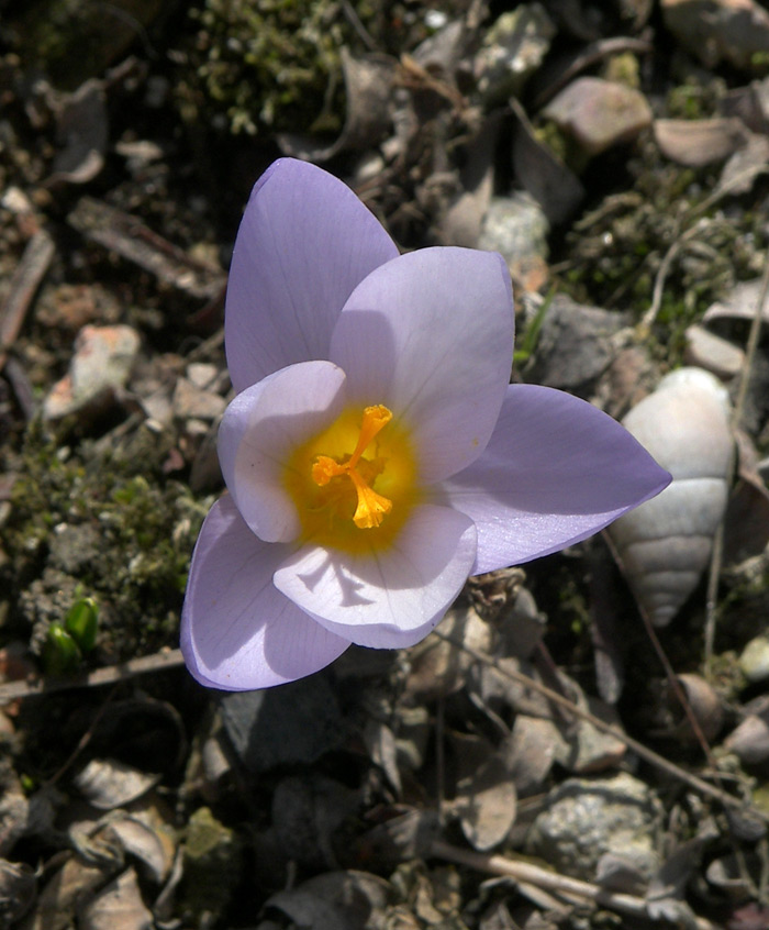 Изображение особи Crocus sieberi ssp. atticus.