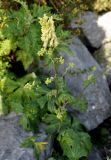 Aconitum crassifolium. Цветущее растение. Приморье, окр. г. Находка, гора Брат, каменистый склон. 12.08.2015.