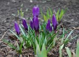 Crocus vernus