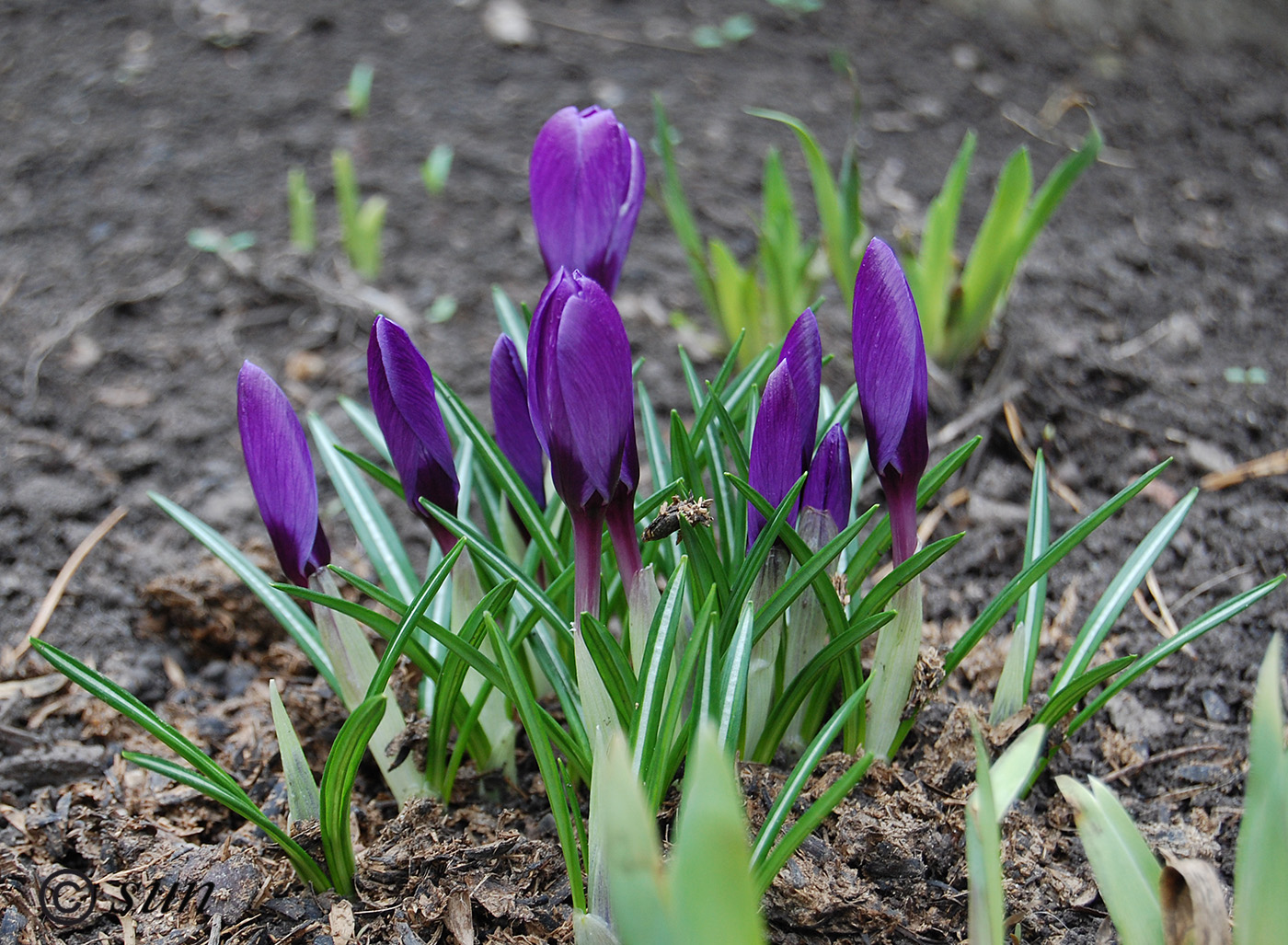 Изображение особи Crocus vernus.