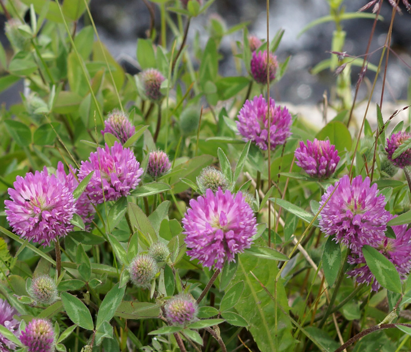 Image of Trifolium pratense specimen.