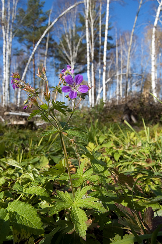 Изображение особи Geranium sylvaticum.