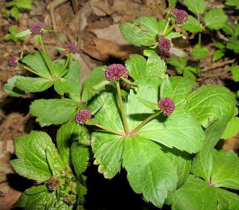 Изображение особи Sanicula rubriflora.