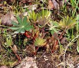 Lupinus &times; regalis