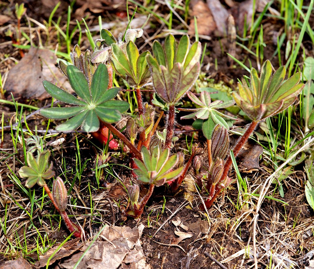 Изображение особи Lupinus &times; regalis.