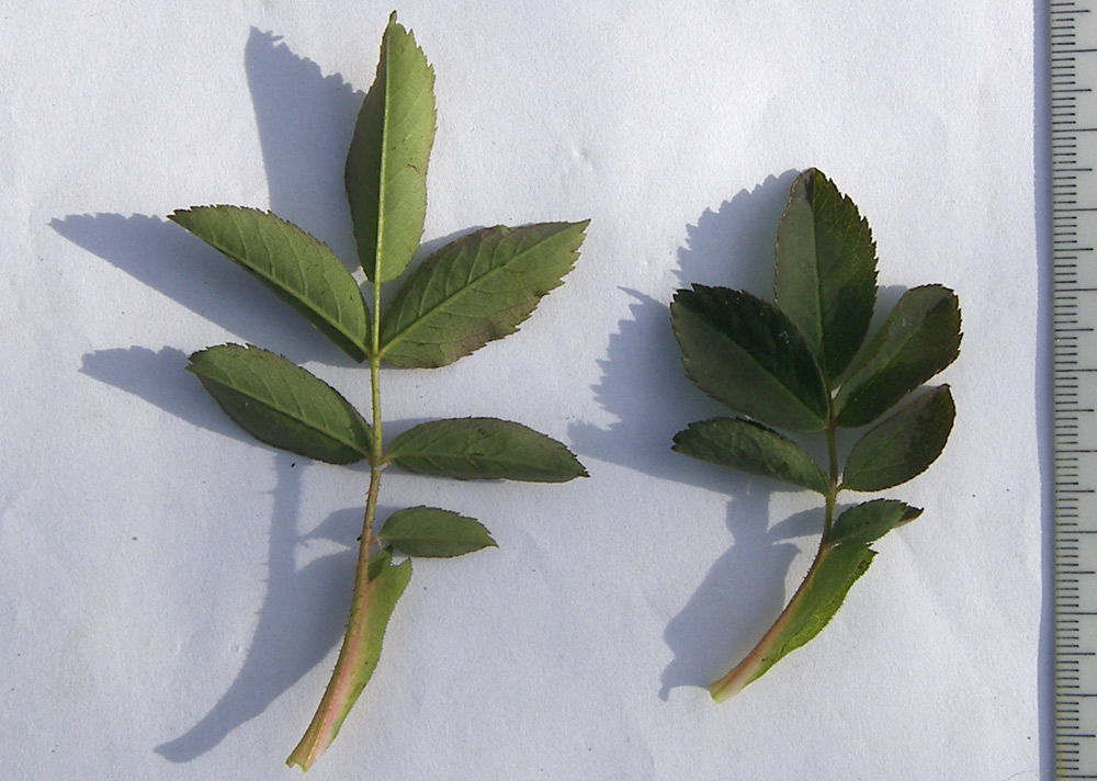 Image of Rosa marginata specimen.