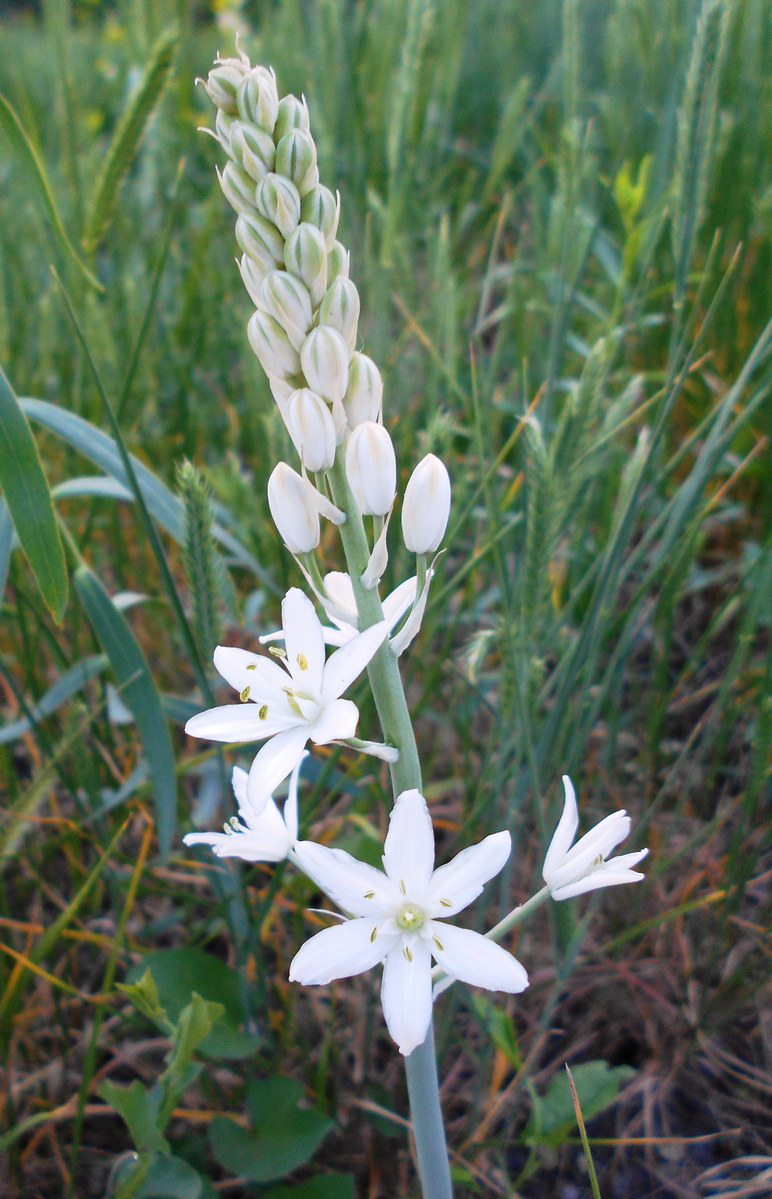 Изображение особи род Ornithogalum.