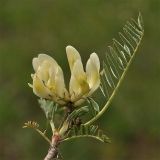 Astragalus resupinatus