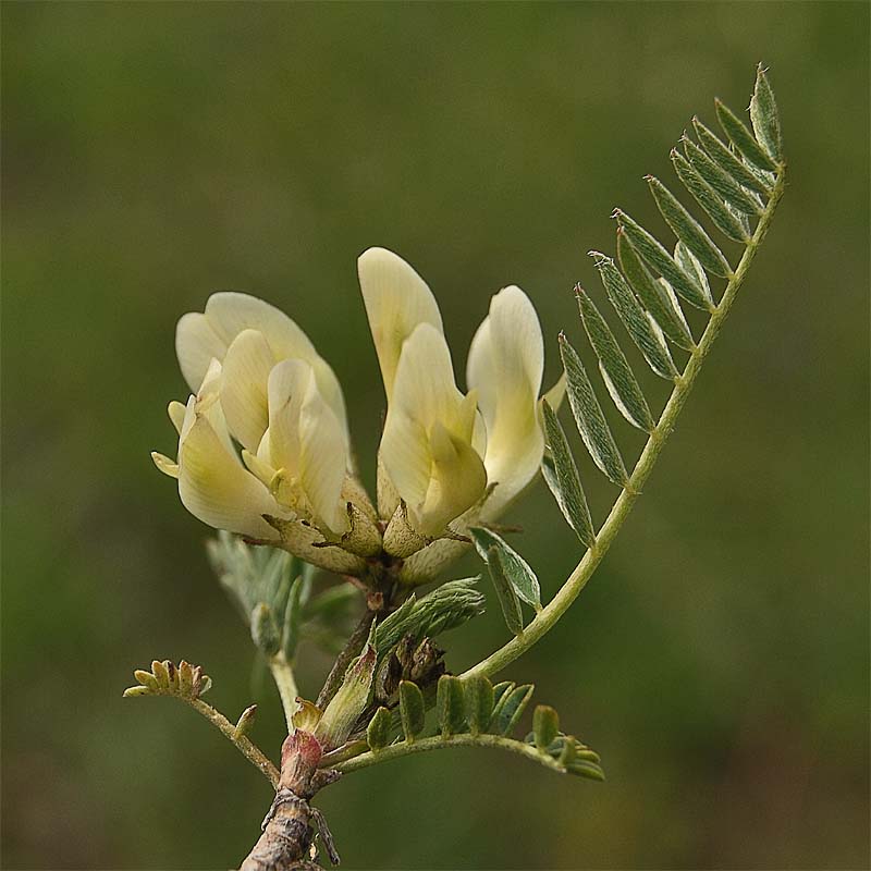 Изображение особи Astragalus resupinatus.