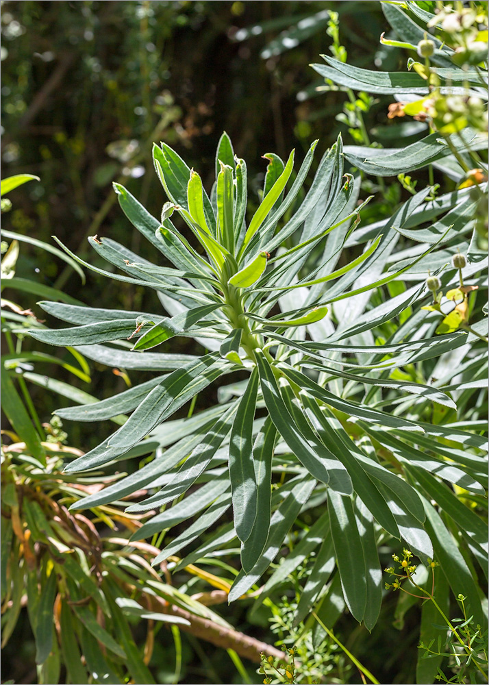 Изображение особи Euphorbia characias.