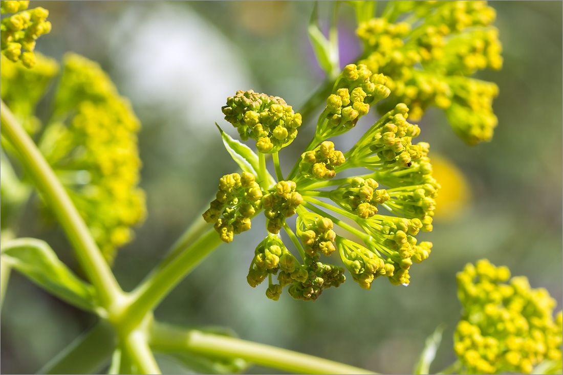 Image of Ferula communis specimen.