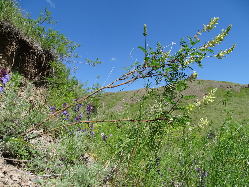 Image of Astragalus scleropodius specimen.