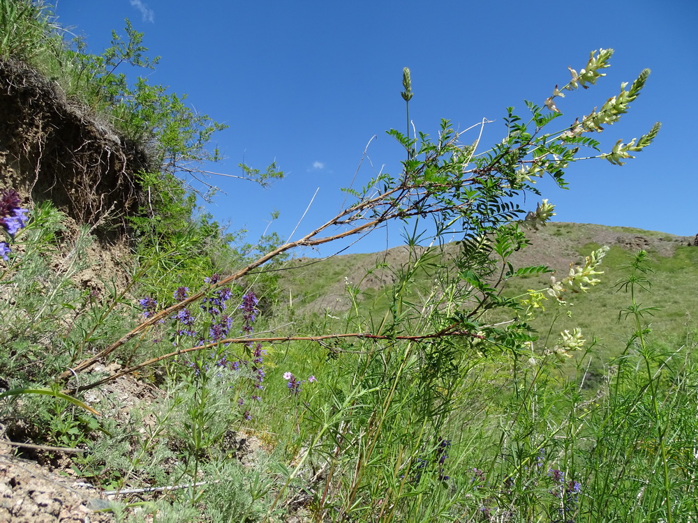 Изображение особи Astragalus scleropodius.