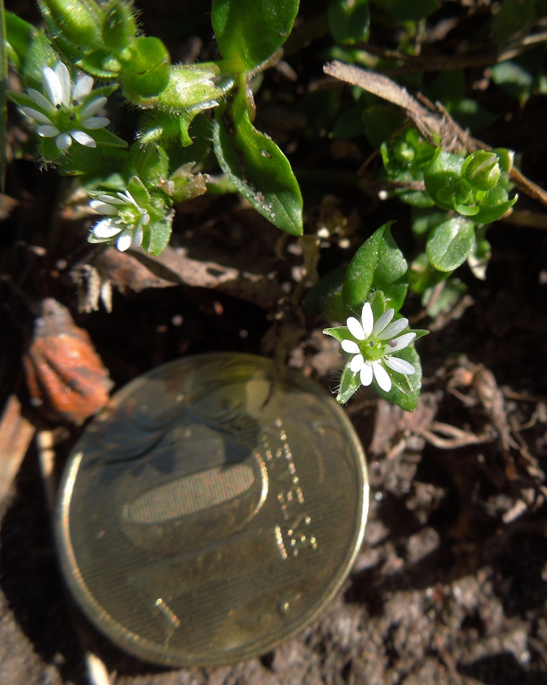Image of Stellaria media specimen.