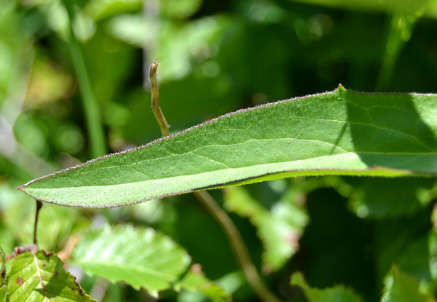 Image of Hieracium scabiosum specimen.