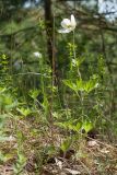 Anemone sylvestris. Цветущее растение. Псковская обл., Печорский р-н, Изборско-Мальская долина близ южной оконечности Мальского озера, поросший деревьями холм на окраине суходольного луга на карболитозёме. 29.05.2016.