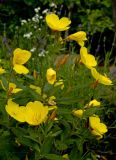 Oenothera pilosella. Верхушка цветущего растения. Г. Пермь, м/р Закамск, садовый участок, в культуре. 16 июля 2016 г.