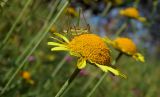 Anthemis tinctoria. Соцветие с сидящим кузнечиком. Республика Адыгея, Майкопский р-н, ок. 3 км к северу от пос. Гузерипль, восточный склон горы Казачья, выс. ок. 1200 м н.у.м., луг. 23.07.2016.