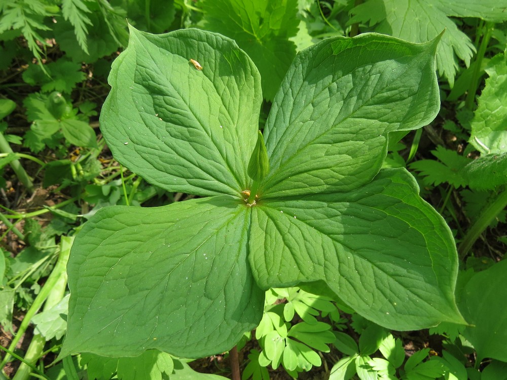 Image of Paris quadrifolia specimen.