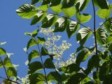 Aralia elata