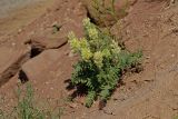 Oxytropis pilosa