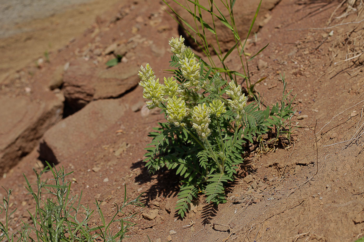 Изображение особи Oxytropis pilosa.