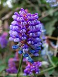 Vicia amurensis