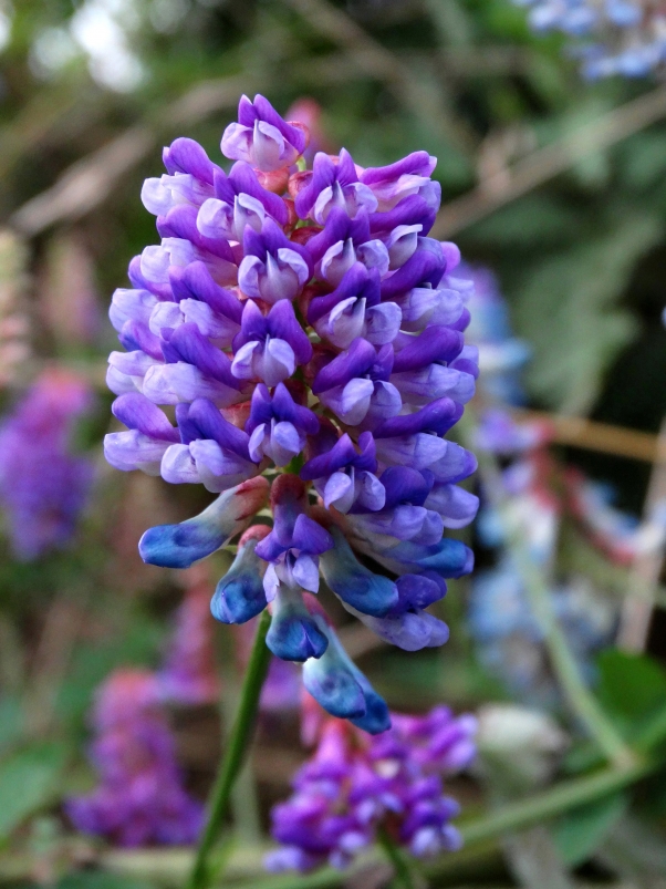 Изображение особи Vicia amurensis.