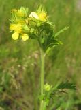 Potentilla longifolia. Верхушка цветущего растения. Окр. Томска, остепнённый луг. 26.07.2009.