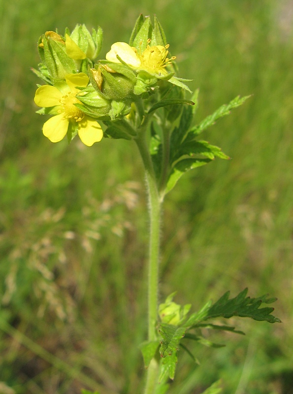 Изображение особи Potentilla longifolia.