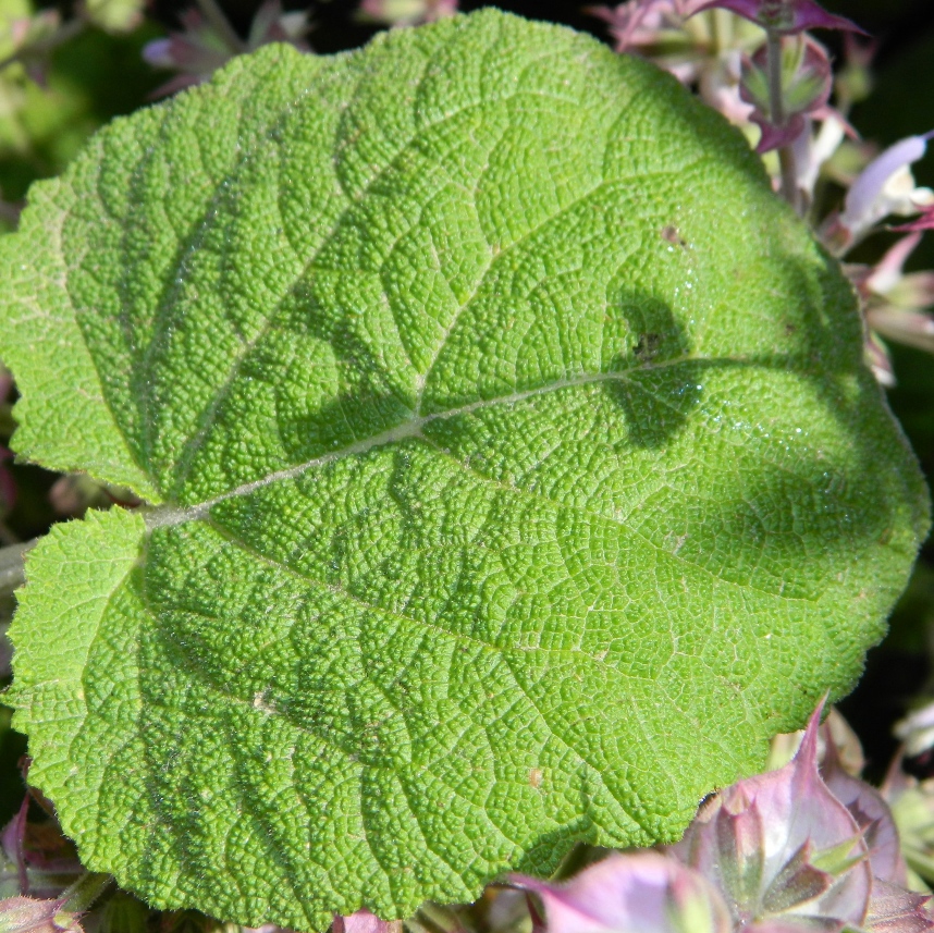 Image of Salvia sclarea specimen.