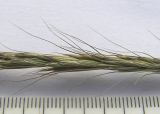 Elymus caninus