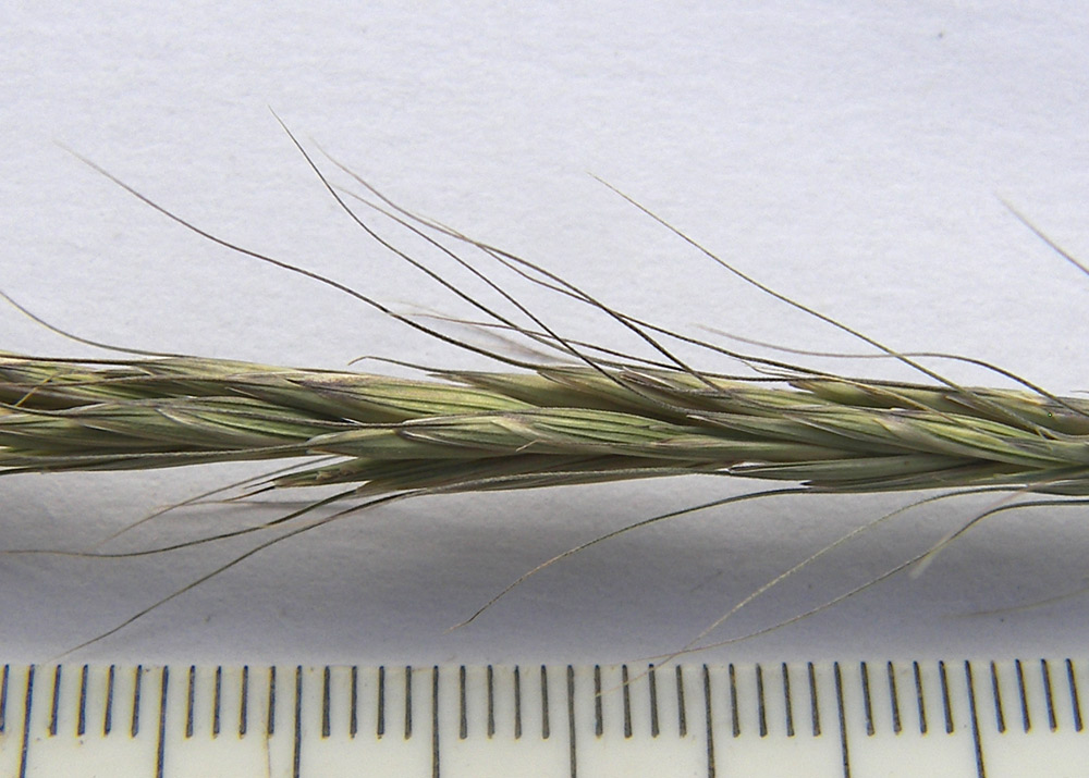 Изображение особи Elymus caninus.